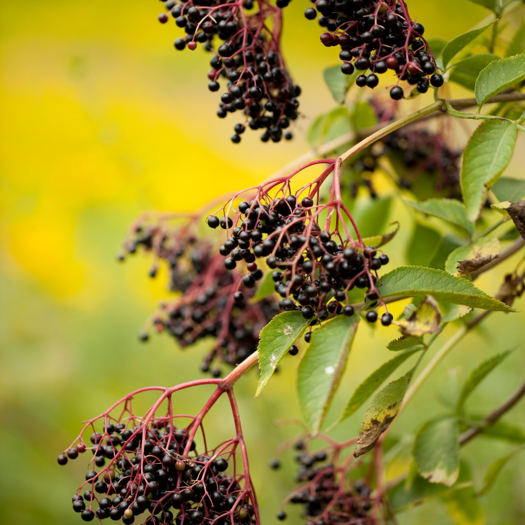 An image of an elderberry bush